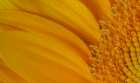 USA, Indiana, Carmel. Close-up of sunflower. Art Print